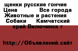 щенки русские гончие › Цена ­ 4 000 - Все города Животные и растения » Собаки   . Камчатский край,Вилючинск г.